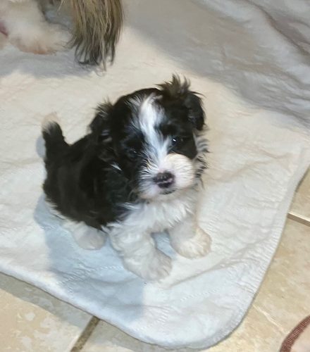 Puppies Available – Jangle Havanese