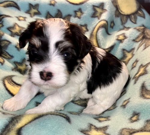 Puppies Available – Jangle Havanese