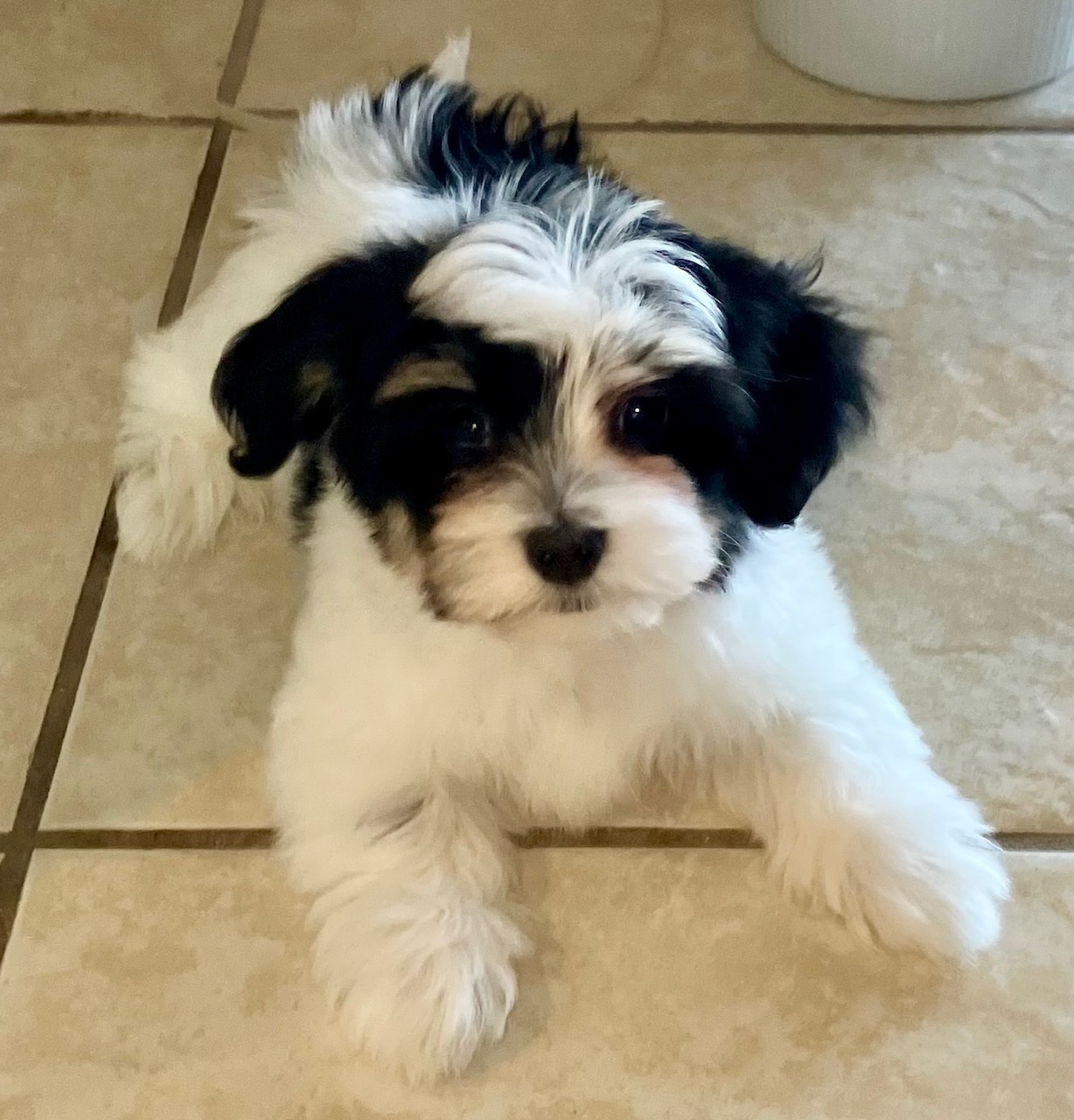 Puppies Available – Jangle Havanese